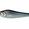 Silver Bait