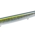 Gizzard Mullet