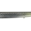 Grey Mullet