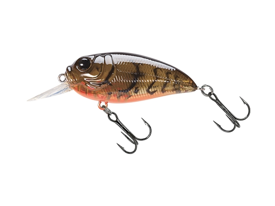 Molix Sculpo MR