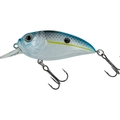 Charming Shad