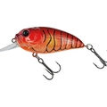 Mud Craw Orange Belly