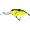 Yellow Black Back