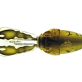 Alqueva Craw – LIP