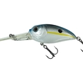 Charming Shad
