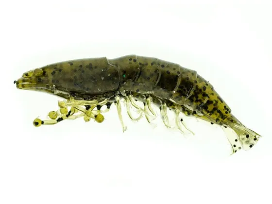Molix Shrimp