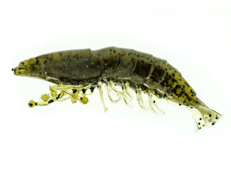 Molix Shrimp