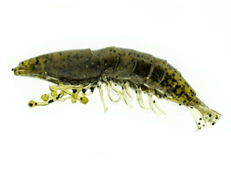 Molix Shrimp