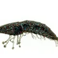 Spring Craw