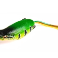 Peacock Bass