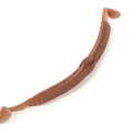 Worm