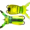 Chart beetle