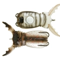 White beetle
