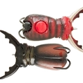 Stag Beetle