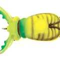Chart Beetle Belly