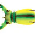 Chart Beetle Top