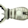 White Beetle Belly