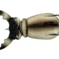 White Beetle Top