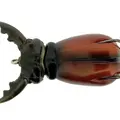 Stag Beetle Top