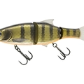 Dark Gill Orange Belly