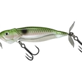 Ghost Gizzard Shad