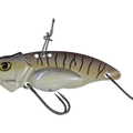 Brown Cream Purple Tiger