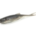 Electric Smoke Shad