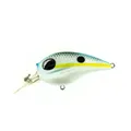 Charming Shad