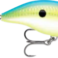 Citrus Shad
