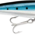 Blue Sardine