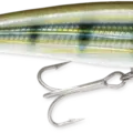 Pinfish