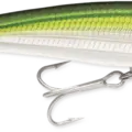 Pilchard