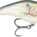 Shad