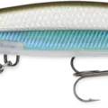 Moss Back Shiner