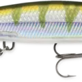 Yellow Perch