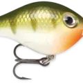 Yellow Perch
