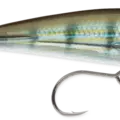 Pinfish