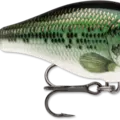 Baby Bass