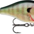 Bluegill