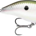 Green Gizzard Shad