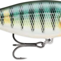 Gilded Blue Gill