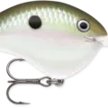 Green Gizzard Shad