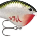 Bleeding Olive Shiner