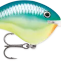 Caribbean Shad