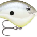 Disco Shad