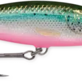 Rainbow Trout Flash