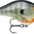 Blue Gill