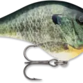 Live Bluegill