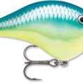 Caribbean Shad