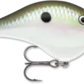 Green Gizzard Shad